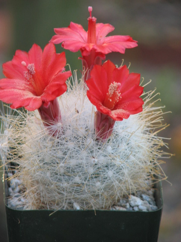 Mammillaria Senilis Cactus Plant