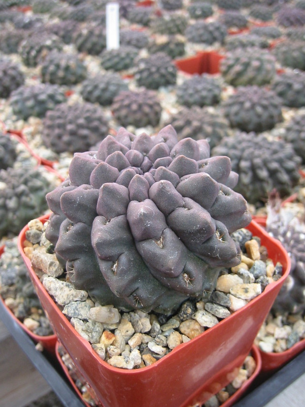 Neoporteria Occulta Cactus Plant