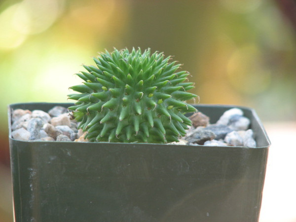 Euphorbia Suzannae Succulent Plant