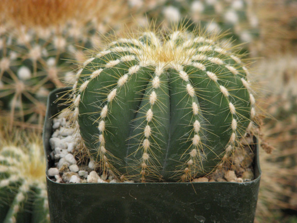 Notocactus Magnificus Cactus Plant