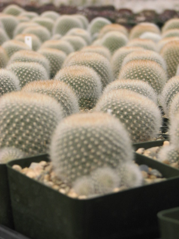 Rebutia Muscula Cactus Plant