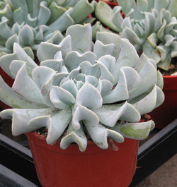 Echeveria Topsy Turvey Succulent - Cactus Limon