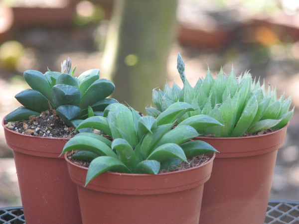 Three Haworthia Plants Special Value