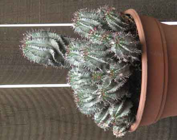 Euphorbia Horrida Large Succulent Plant