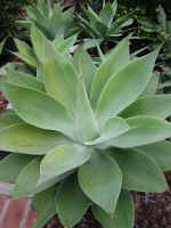 Agave Attenuata Foxtail Succulent Plant lg