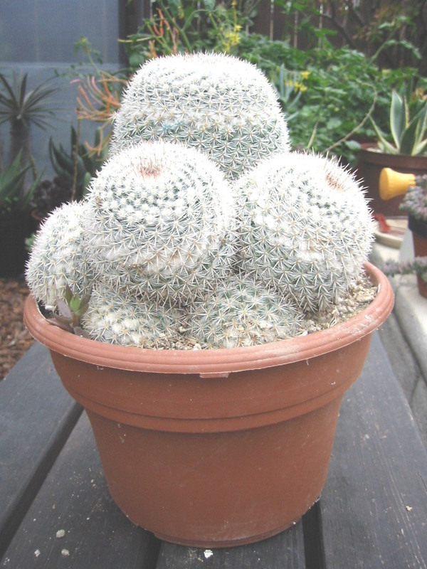 Mammillaria Maximum Cactus Plant