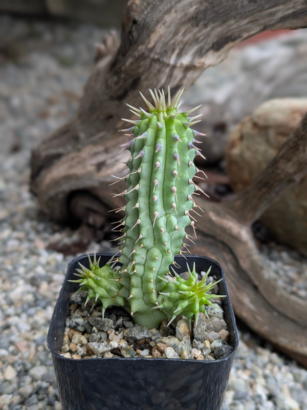 Hoodia Gordonii