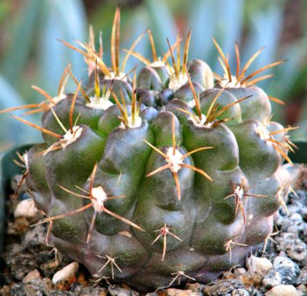 Neochilenia Huascensis cactus plant