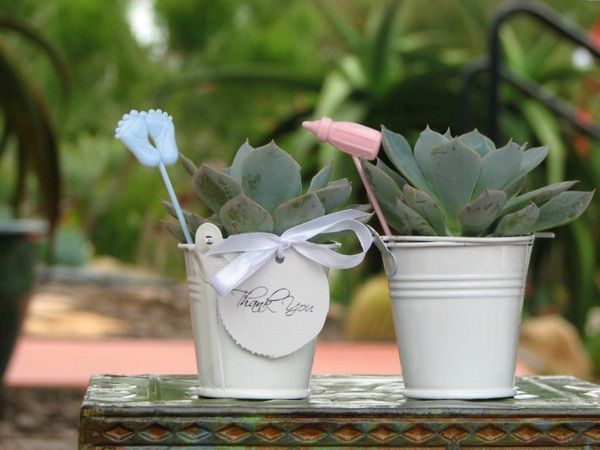 succulent plants in white buckets for baby shower