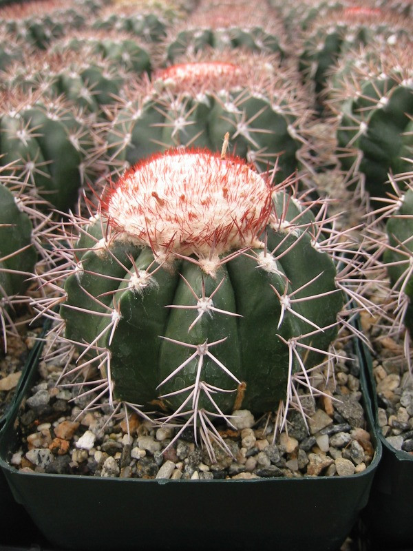Melocactus Violaceus Cactus Plant
