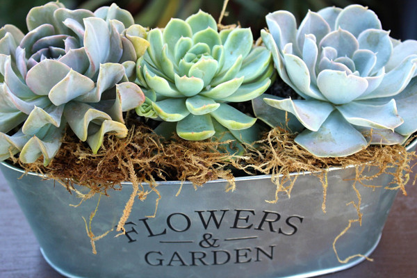 Beautiful succulent rosette garden in a custom metal container