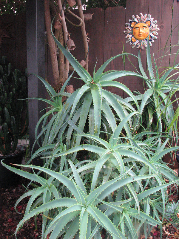 Aloe spinossisima clump