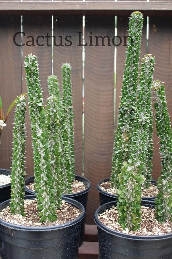 Alluaudia Procera Succulent Plant