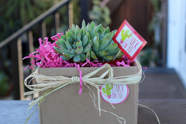 Stuck on You Succulent Gift Plant