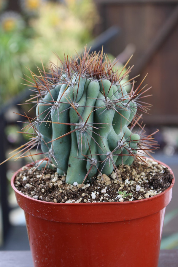 cereus monstrose cactus plant