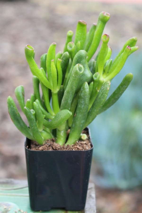 crassula monstrose