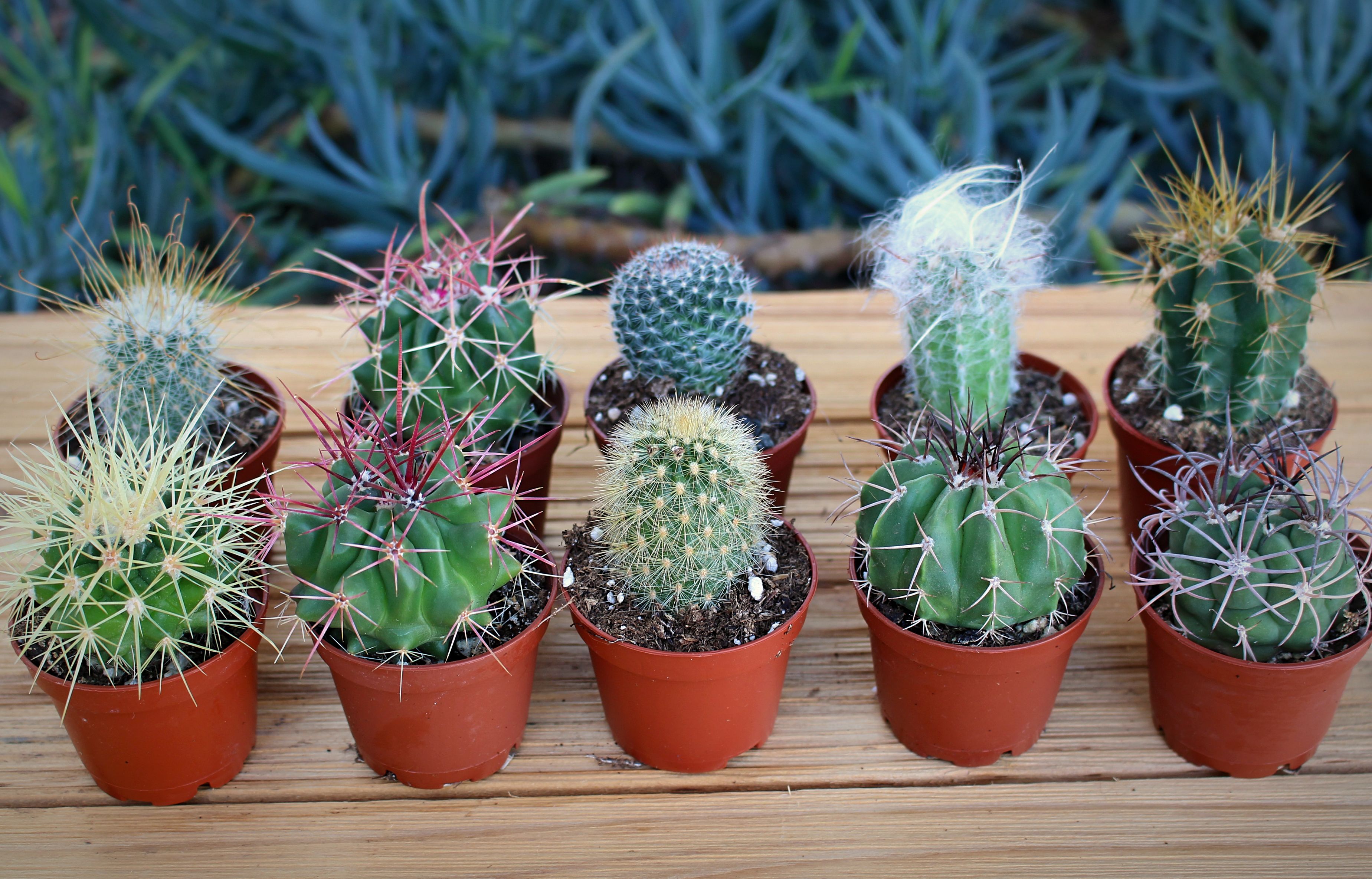 10 Mini Cactus Potted Plants, assorted cactus plants, 2 inch pots