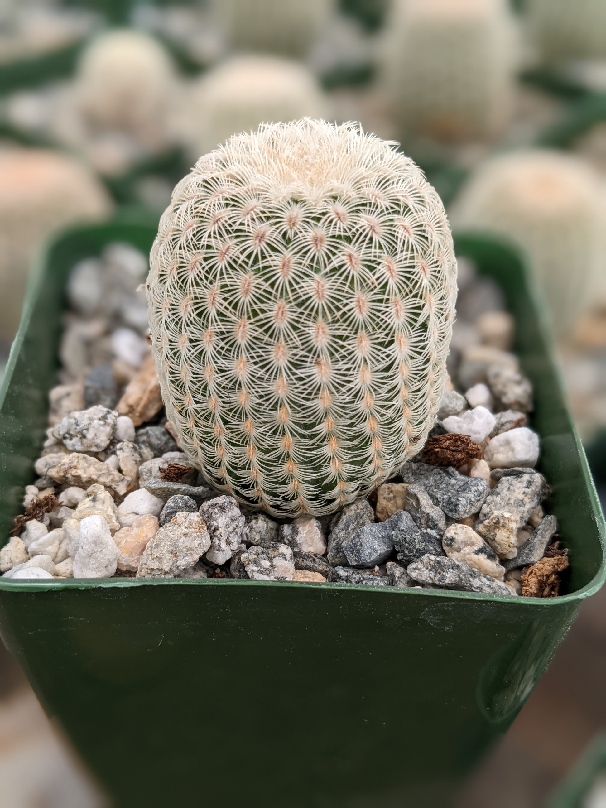 Echinocereus Cactus: Growth and Care Guide
