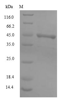 (Tris-Glycine gel) Discontinuous SDS-PAGE (reduced) with 5% enrichment gel and 15% separation gel.