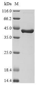 (Tris-Glycine gel) Discontinuous SDS-PAGE (reduced) with 5% enrichment gel and 15% separation gel.