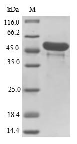 (Tris-Glycine gel) Discontinuous SDS-PAGE (reduced) with 5% enrichment gel and 15% separation gel.