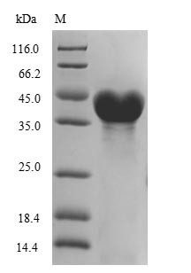 (Tris-Glycine gel) Discontinuous SDS-PAGE (reduced) with 5% enrichment gel and 15% separation gel.