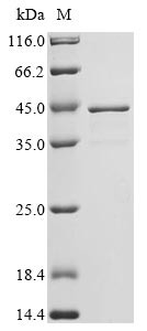 (Tris-Glycine gel) Discontinuous SDS-PAGE (reduced) with 5% enrichment gel and 15% separation gel.