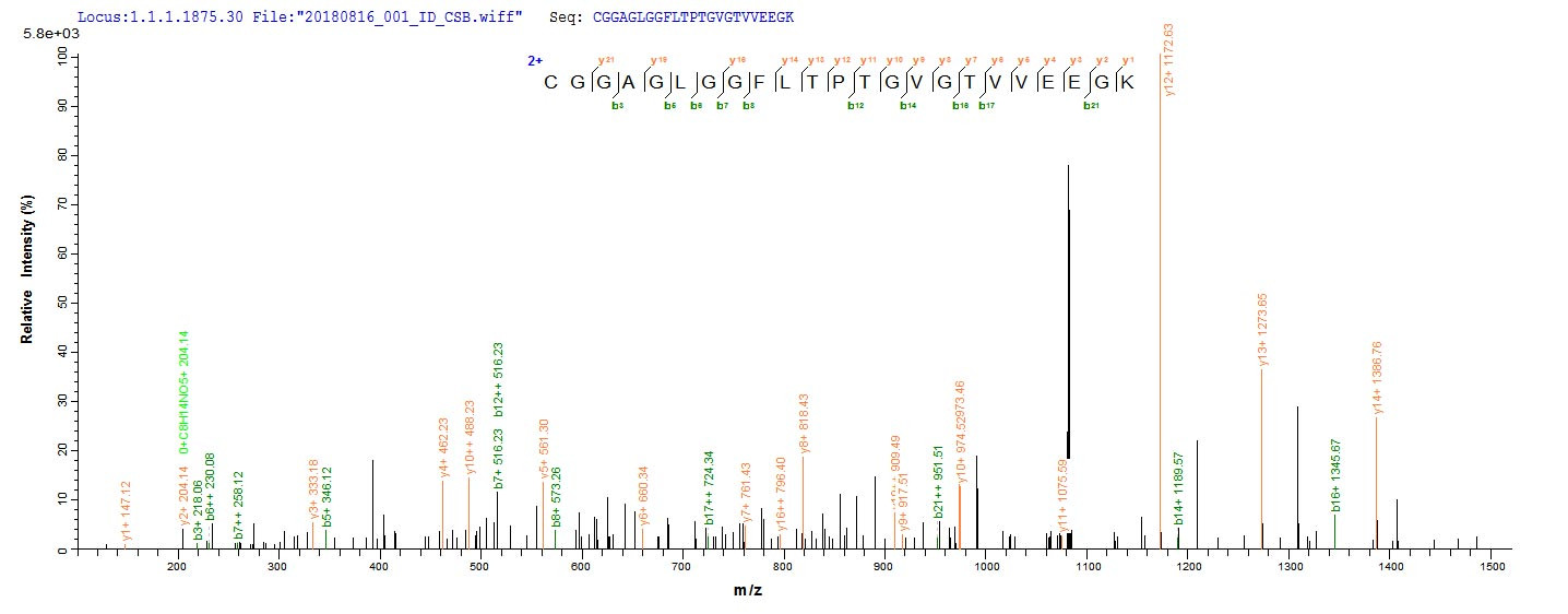 Based on the SEQUEST from database of E.coli host and target protein, the LC-MS/MS Analysis result of CSB-EP305169ENV could indicate that this peptide derived from E.coli-expressed