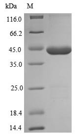 (Tris-Glycine gel) Discontinuous SDS-PAGE (reduced) with 5% enrichment gel and 15% separation gel.