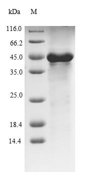 (Tris-Glycine gel) Discontinuous SDS-PAGE (reduced) with 5% enrichment gel and 15% separation gel.