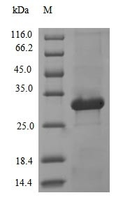 (Tris-Glycine gel) Discontinuous SDS-PAGE (reduced) with 5% enrichment gel and 15% separation gel.