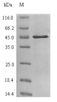(Tris-Glycine gel) Discontinuous SDS-PAGE (reduced) with 5% enrichment gel and 15% separation gel.