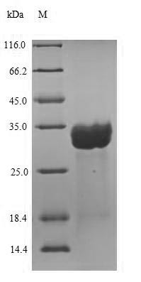 (Tris-Glycine gel) Discontinuous SDS-PAGE (reduced) with 5% enrichment gel and 15% separation gel.