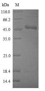 (Tris-Glycine gel) Discontinuous SDS-PAGE (reduced) with 5% enrichment gel and 15% separation gel.