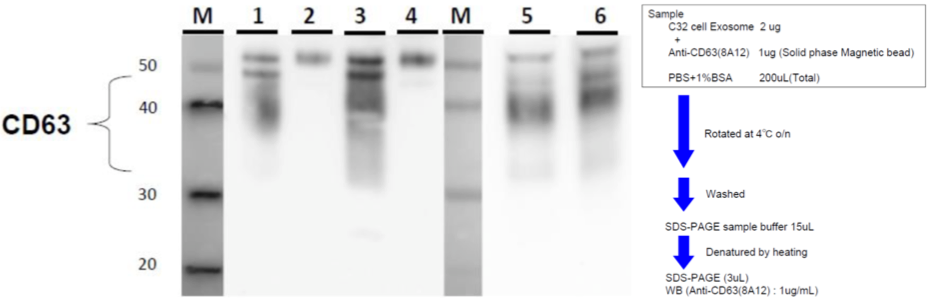 Figure 3. IP-WB of human serum exosomes.Sample
1. Anti-CD63 (8A12) - Serum A
2. Control antibody - Serum A
3. Anti-CD63 (8A12) - Serum B
4. Control antibody - Serum B
5. Ultracentrifugation - Serum A
6. Ultracentrifugation - Serum A