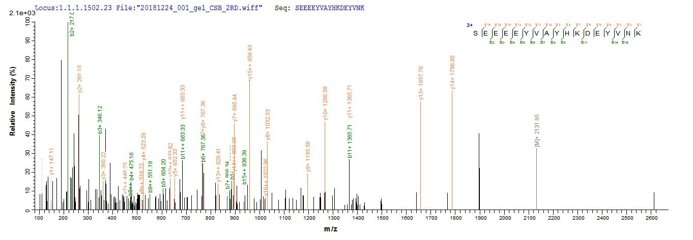 Based on the SEQUEST from database of E.coli host and target protein, the LC-MS/MS Analysis result of CSB-EP346747HKB1 could indicate that this peptide derived from E.coli-expressed Human herpesvirus 7 (strain JI) (HHV-7) (Human T lymphotropic virus) gB.