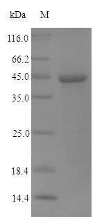 (Tris-Glycine gel) Discontinuous SDS-PAGE (reduced) with 5% enrichment gel and 15% separation gel.