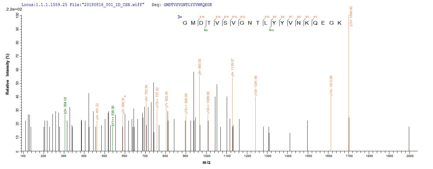 Based on the SEQUEST from database of E.coli host and target protein, the LC-MS/MS Analysis result of CSB-EP356041HPOa0 could indicate that this peptide derived from E.coli-expressed