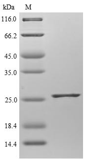 The reducing (R) protein migrates as 26 kDa in SDS-PAGE may be due to glycosylation.