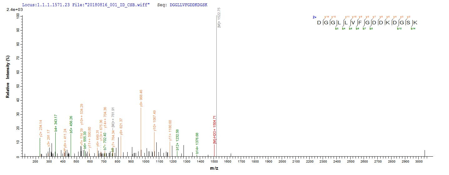 Based on the SEQUEST from database of Yeast host and target protein, the LC-MS/MS Analysis result of CSB-YP023791MO could indicate that this peptide derived from Yeast-expressed