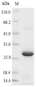 (Tris-Glycine gel) Discontinuous SDS-PAGE (reduced) with 5% enrichment gel and 15% separation gel.