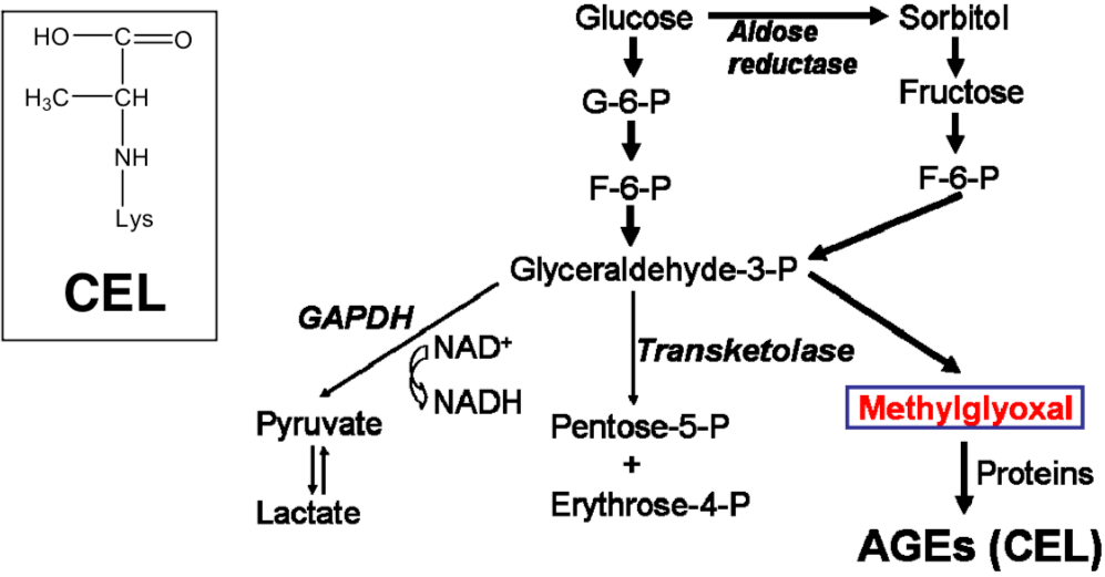 Figure 1. CEL production pathway.