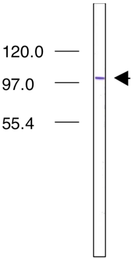 Immunoblot analysis of Importin-4 antibody (3C2) on L1210 (mouse) cell extracts.