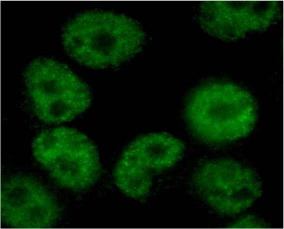 Immunocytochemistry/Immunofluorescence analysis of Exportin-5 antibody (1D11) on HeLa cells.