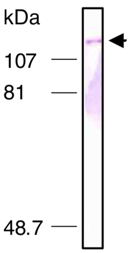 Immunoblot analysis of Exportin-5 antibody (1D11) on HeLa cell nuclear extracts.