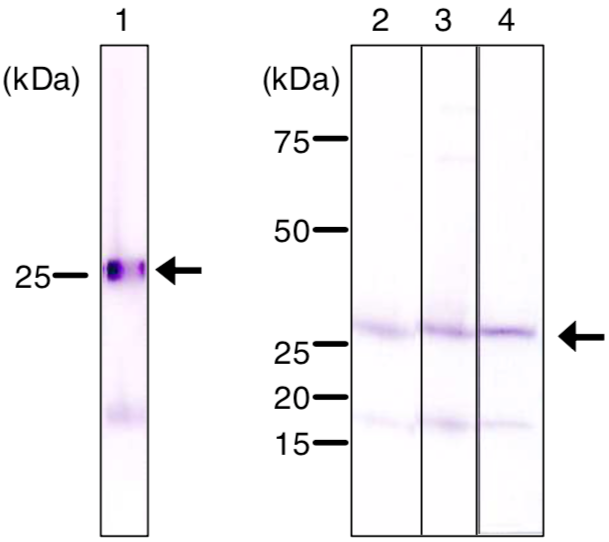 Immunoblot analysis of Ran antibody (1D6C10) on nuclear extracts.1) HeLa.2) COS1(simian).3) L929(mouse).4) NRK(rat) cell total extracts.