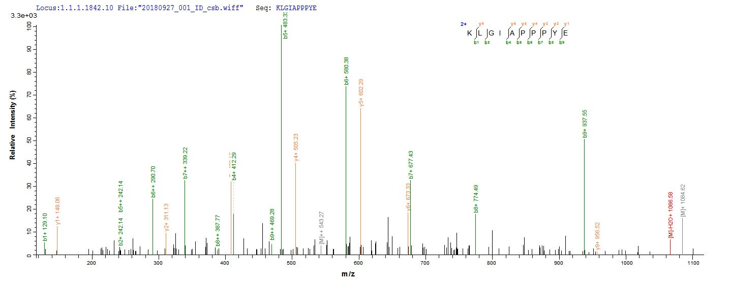 Based on the SEQUEST from database of Baculovirus host and target protein, the LC-MS/MS Analysis result of CSB-BP356390VBG could indicate that this peptide derived from Baculovirus-expressed