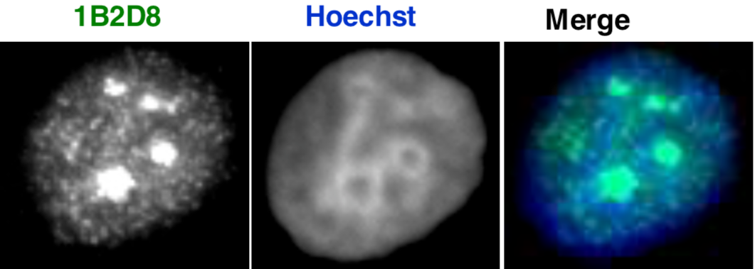 Immunocytochemistry/Immunofluorescence analysis of AATF/Che-1/Traube antibody (1B2D8) on NIH3T3 (mouse) cells.