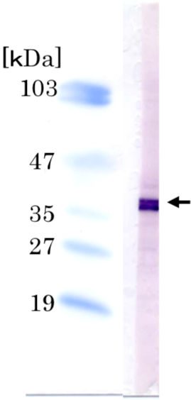 Immunoblot analysis of Ini1/hSNF5/BAF47 antibody (2C2) on HeLa cell extracts.
