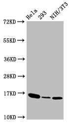 Western Blot<br />Positive WB detected in:Hela whole cell lysate,293 whole cell lysate,NIH/3T3 whole cell lysate<br />All lanes:Phospho-Histone H3 (T3) antibody at 1.41&mu;g/ml<br />Secondary<br />Goat polyclonal to rabbit IgG at 1/50000 dilution<br />Predicted band size: 16 KDa<br />Observed band size: 16 KDa
